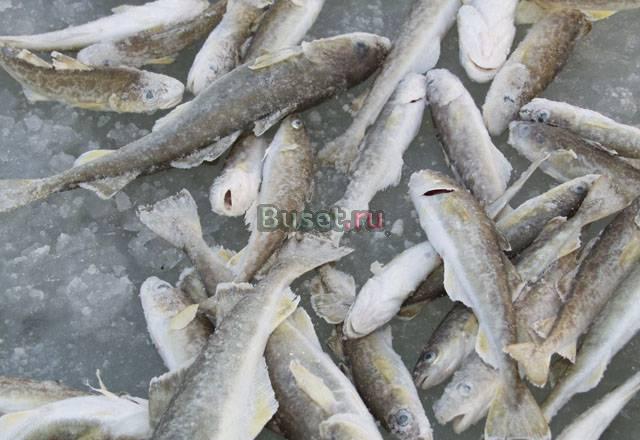 Продам Навага с/г с/м Москва