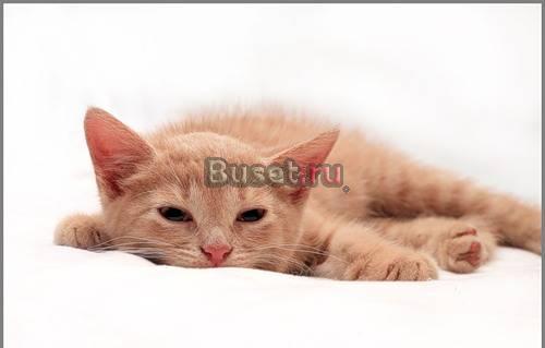 Котенок в хорошие руки Санкт-Петербург