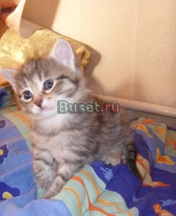 Отдам котят в хорошие руки Москва