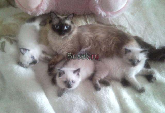 Клубные невские маскарадные котята Москва