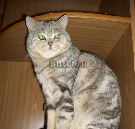 Скоттиш страйт для вязки Нижний Новгород