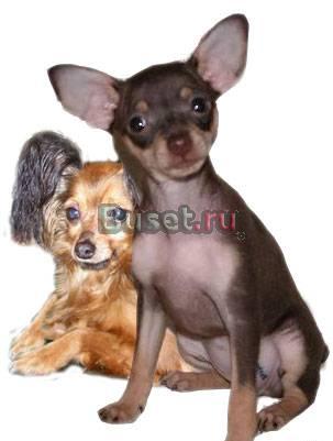 Мини Той-терьер Красноярск