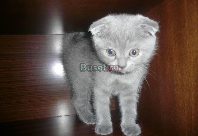 Шотландская выслоухая кошка Москва