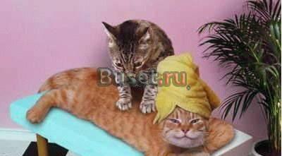 Массажист-банщик (женщина) Москва