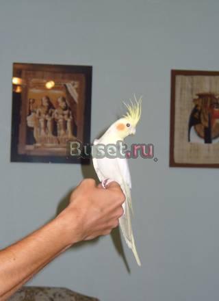 Попугай Корелла Ростов-на-Дону