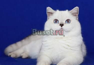 Британский котенок серебристый пойнт Москва