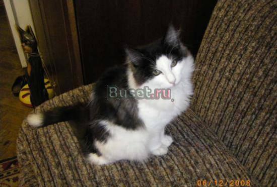 Норвежские лесные котята Санкт-Петербург
