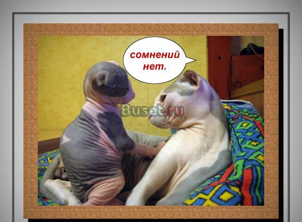Вязка кота и его  котята Липецк