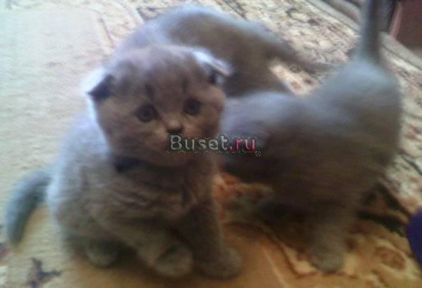 Шотландские(веслоухие) и Британские котят Сергиев Посад