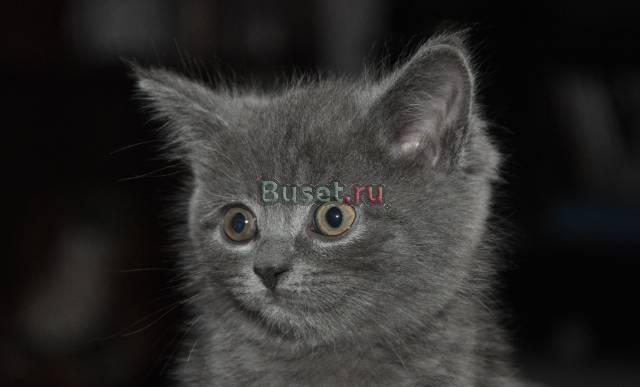 Британские котенок Санкт-Петербург