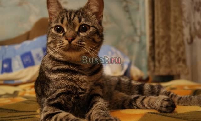 Отдам даром (кошечку) Санкт-Петербург