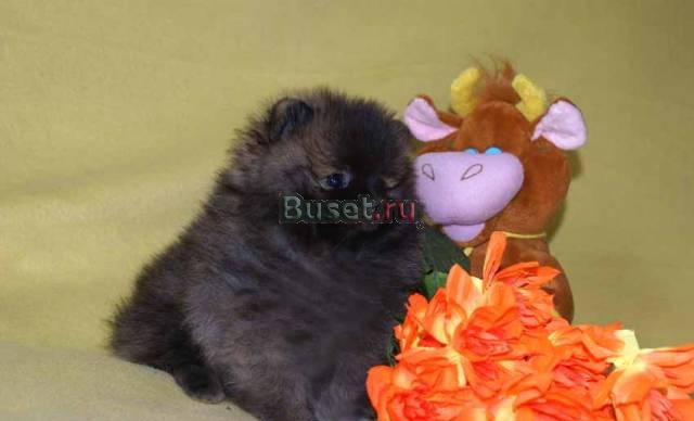 Щенки малого немецкого шпица Москва