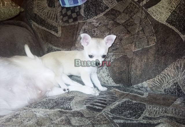 Девочка чихуа супер - мини, не для разведения Санкт-Петербург