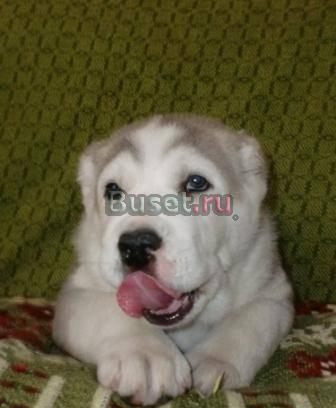 Щенок кобель шоу класса от титулованных родителей Москва