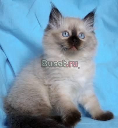 Невская маскарадная , котята Пермь