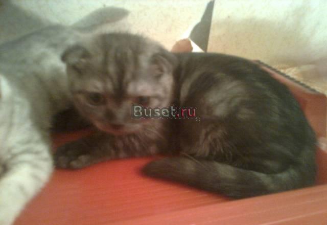 Вислоухий мальчик 3мес Москва