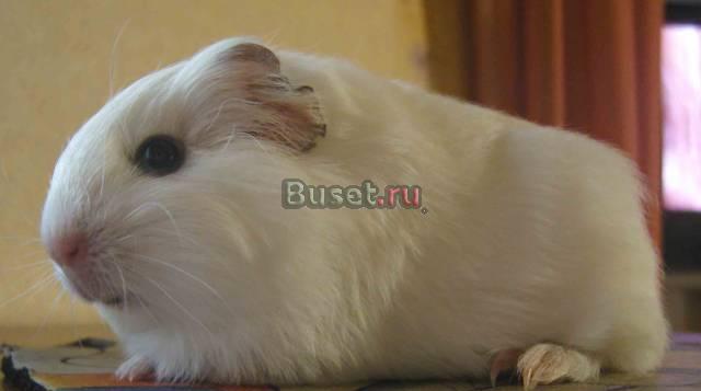 Морская свинка Шелти самец Смоленск