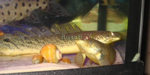 Заберём ваших рыбок и не только Москва