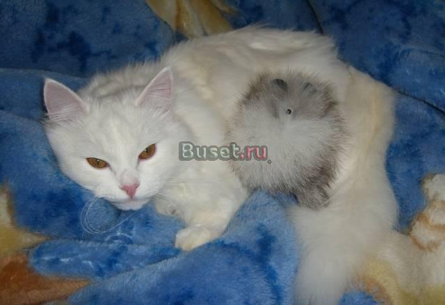 Котята породы Турецкая ангора Москва