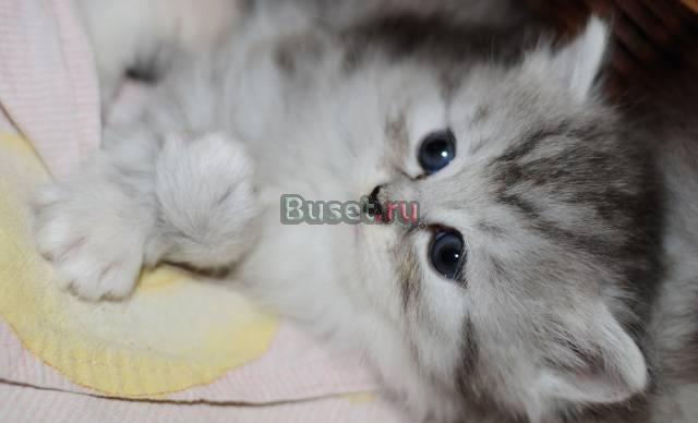 Котята персидские(классические) Москва