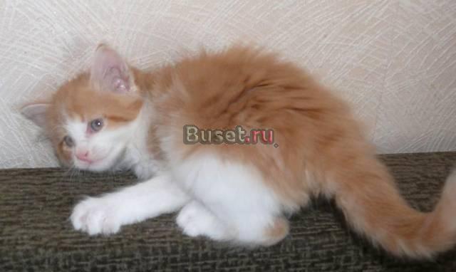 Пушистый рыжий котик, 2 мес Санкт-Петербург