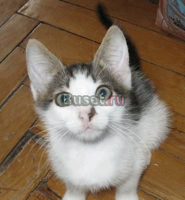 Ласковый котенок Шапка в дар Москва