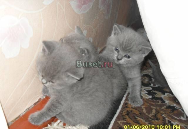 Британские котята Калининград
