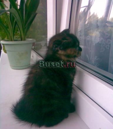 Шотландские вислоухие котята Истра