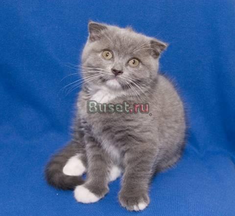 Клубная шотландская вислоухая кошечка Москва