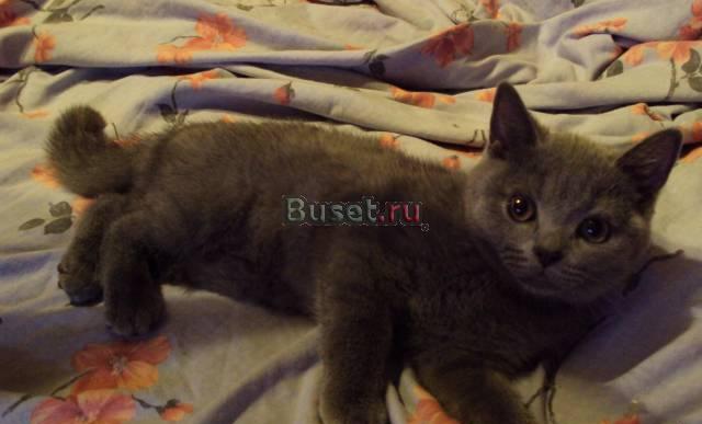 Котята Люберцы