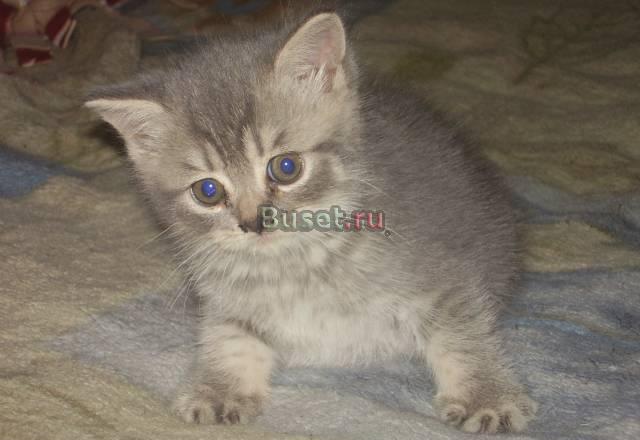 Голубые с белым котик и кошечка Санкт-Петербург