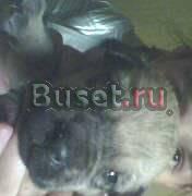 Кавказец Пермь