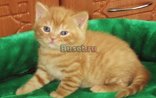 Ваш любимый рыжий котик Москва