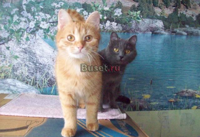 Рыжий котик Новосибирск