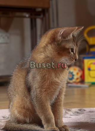 Абиссинский котёнок (кошка) Санкт-Петербург