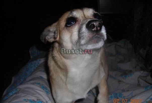 Кобель чихуахуа (5 лет) Москва