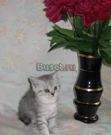 Британские серебристые котята Москва