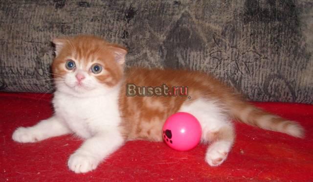 Красные мраморные вислоухие котики Москва