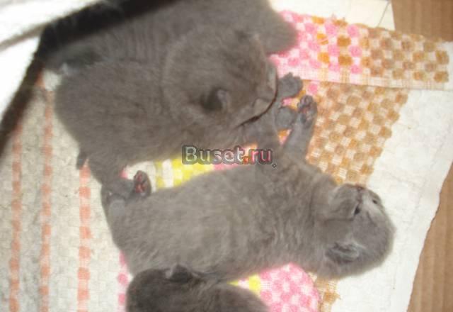 Красивый котенок британец Нижний Новгород