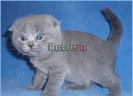 Шотландский вислоухий кот голубого окраса Москва
