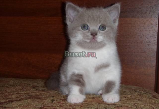 Шотландские  котята Саратов
