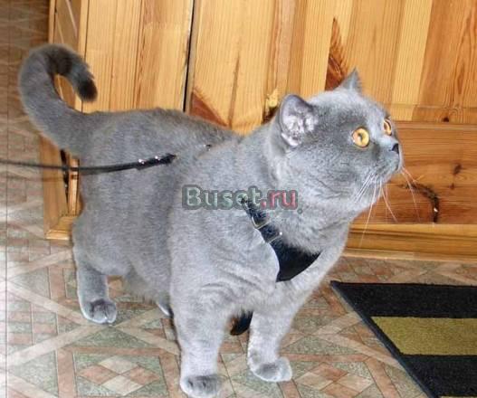Британский кот пригляшает на вязки Москва