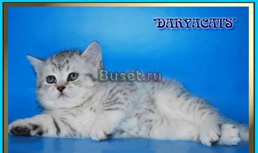 Британские котята  из питомника Daryacats Москва