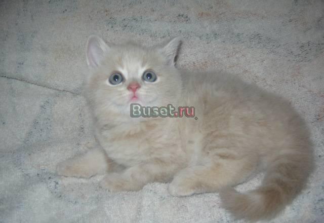Британские котята, медвежата Москва
