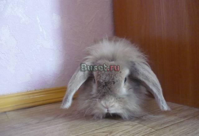 Декоративный кролик Нижний Тагил