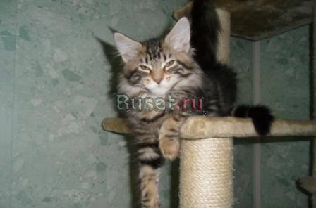 Кошка-Рысь Мейн Кун Ногинск