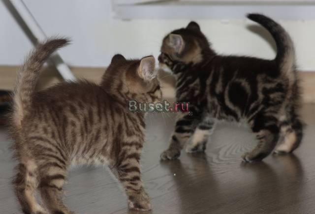 Чистокровные британские котята Санкт-Петербург