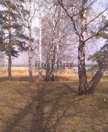 Ромашка, озеро Курги Челябинск