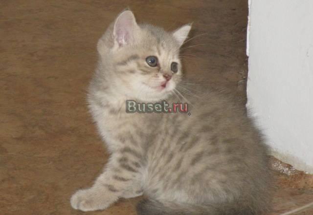 Британские короткошерстные котята Саратов