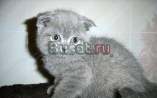 Котик плюшевый голубой фолд Москва